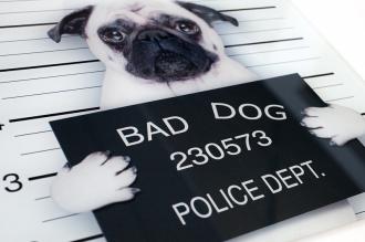 Dizajnový obraz braz BAD DOG 40x40 cm, sklo