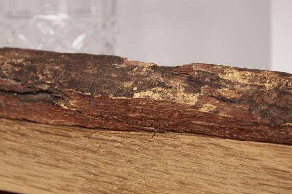 Moderná skriňa WILD OAK 100 cm matná, biela, s prednou časťou z dubového dreva