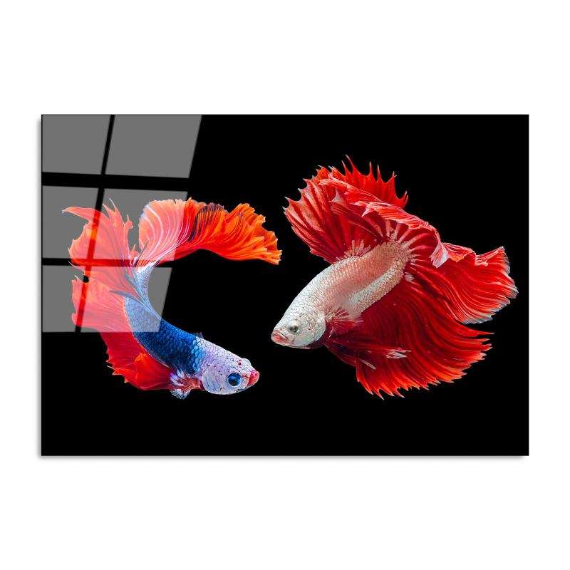 Dizajnový obraz JAPANESE FISH 100x70 cm, viacfarebný